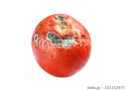 decayed rotten tomato. Isolated on white background. 103152973