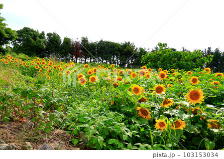 It is a summer landscape of a sunflower field with beautiful and pretty sunflower flowers in full bloom. 103153034