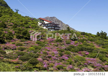 雲仙仁田峠のミヤマキリシマ 103153312