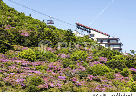 雲仙仁田峠のミヤマキリシマ 103153313