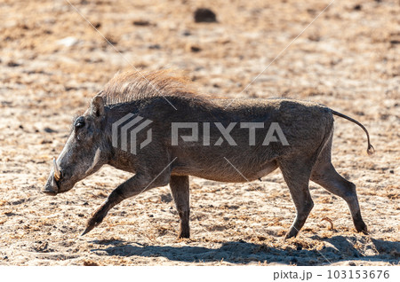 Warthogs in Etosha National Park 103153676