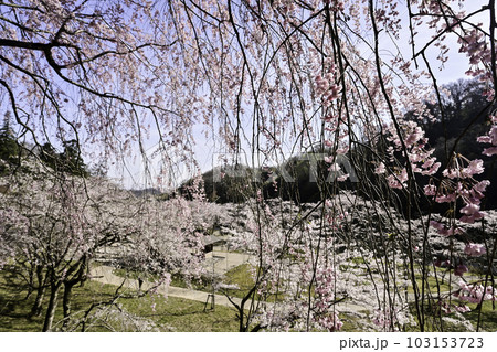 桜満開の卯辰山四百年の森 103153723