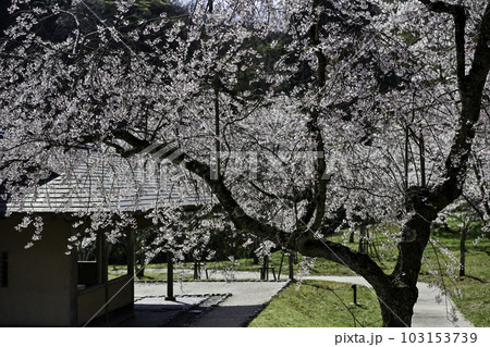 桜満開の卯辰山四百年の森 103153739