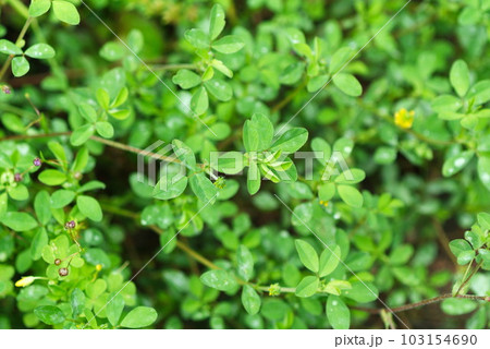 コメツブツメクサの葉 コメツブツメクサの葉 103154690