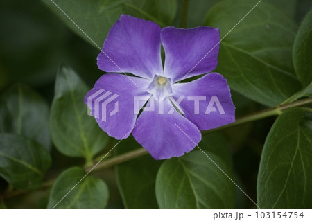 ツルニチニチソウの花 103154754