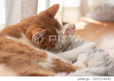 窓辺でくつろぐ猫　茶トラ白 103154842