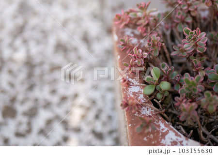 スクエアポットに植えられたセダム’斑入りマルバマンネングサ’ 103155630