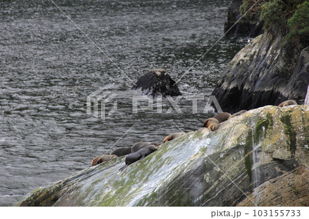 ニュージーランドオットセイ(膃肭臍)/ニュージーランドの世界遺産「ミルフォード・サウンド」の岩場で日 103155733