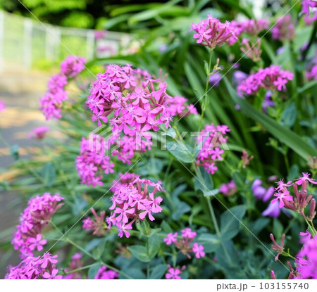 ピンク色のムシトリナデシコの花 ピンク色のムシトリナデシコの花 103155740