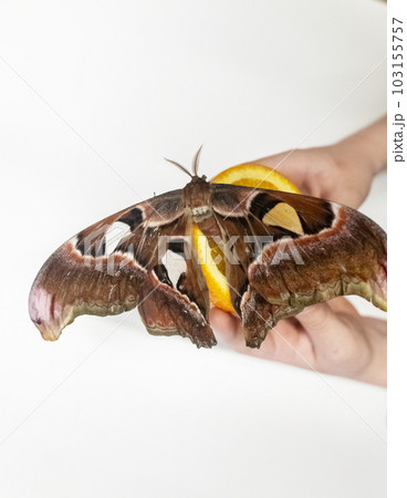 Peacock-eye attacus atlas eats an orange. The girl is holding a fruit on which a tropical lepidoptera sits. beautiful butterflies 103155757