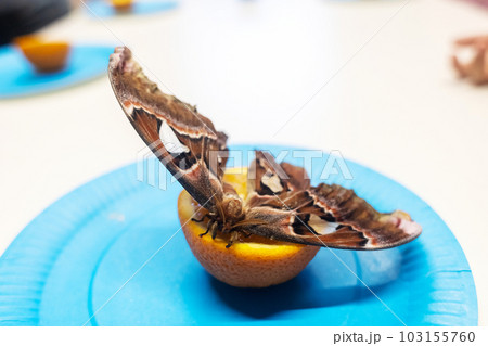 Peacock-eye attacus atlas eats an orange. The girl is holding a fruit on which a tropical lepidoptera sits. beautiful butterflies Peacock-eye attacus atlas eats an orange. The girl is holding a fruit on which a tropical lepidoptera sits. beautiful butterflies 103155760
