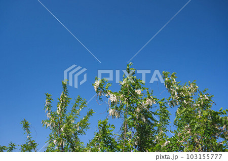 青空とニセアカシアの花 青空とニセアカシアの花 103155777