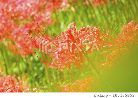 赤い彼岸花 103155955