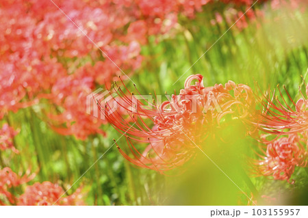 赤い彼岸花 赤い彼岸花 103155957