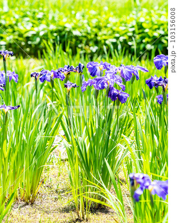 爽やかな初夏の景色 咲き始めたカラフルで華やかな花菖蒲 爽やかな初夏の景色 咲き始めたカラフルで華やかな花菖蒲 103156008