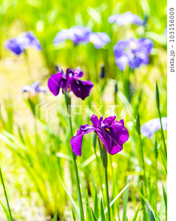 爽やかな初夏の景色 咲き始めたカラフルで華やかな花菖蒲 爽やかな初夏の景色 咲き始めたカラフルで華やかな花菖蒲 103156009