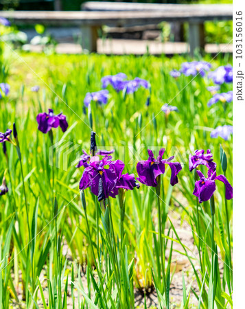 爽やかな初夏の景色 咲き始めたカラフルで華やかな花菖蒲 爽やかな初夏の景色 咲き始めたカラフルで華やかな花菖蒲 103156016