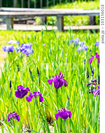 爽やかな初夏の景色　咲き始めたカラフルで華やかな花菖蒲 103156018
