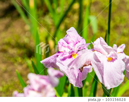 爽やかな初夏の景色　咲き始めたカラフルで華やかな花菖蒲 103156028