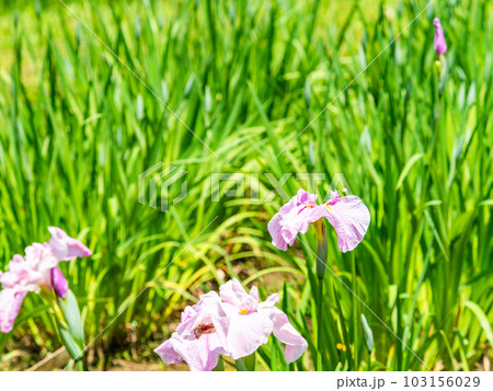 爽やかな初夏の景色　咲き始めたカラフルで華やかな花菖蒲 103156029