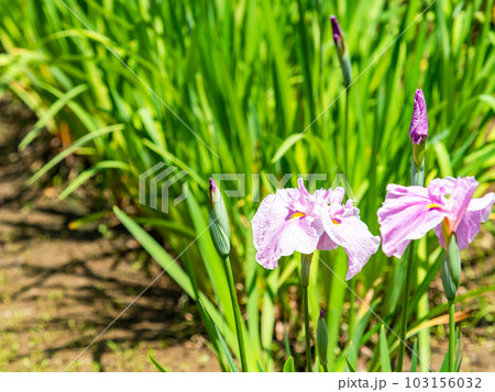 爽やかな初夏の景色　咲き始めたカラフルで華やかな花菖蒲 103156032
