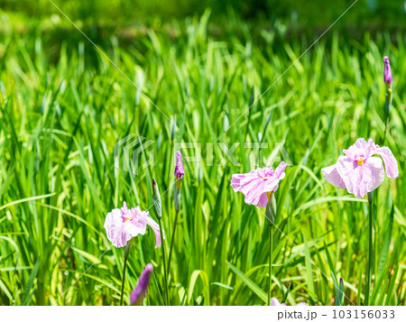爽やかな初夏の景色　咲き始めたカラフルで華やかな花菖蒲 103156033