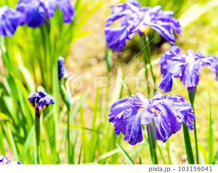 爽やかな初夏の景色　咲き始めたカラフルで華やかな花菖蒲 103156041