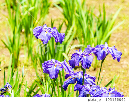 爽やかな初夏の景色 咲き始めたカラフルで華やかな花菖蒲 爽やかな初夏の景色 咲き始めたカラフルで華やかな花菖蒲 103156042