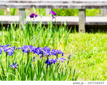 爽やかな初夏の景色 咲き始めたカラフルで華やかな花菖蒲 爽やかな初夏の景色 咲き始めたカラフルで華やかな花菖蒲 103156047