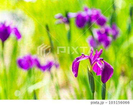 爽やかな初夏の景色 咲き始めたカラフルで華やかな花菖蒲 爽やかな初夏の景色 咲き始めたカラフルで華やかな花菖蒲 103156066