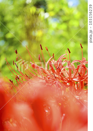 明るい赤色の彼岸花 明るい赤色の彼岸花 103156239