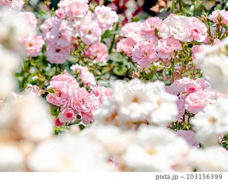 初夏の爽やかな景色　満開のバラ 103156399
