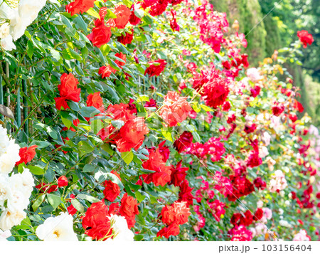 初夏の爽やかな景色　満開のバラ 103156404