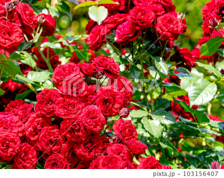初夏の爽やかな景色 満開のバラ 初夏の爽やかな景色 満開のバラ 103156407