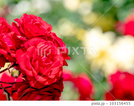 初夏の爽やかな景色　満開のバラ 103156455