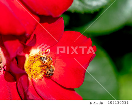 初夏の爽やかな景色　満開の真っ赤なバラとかわいいミツバチ 103156551