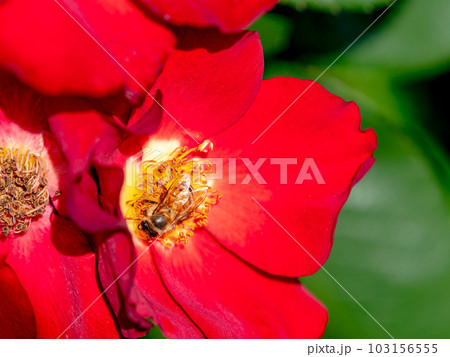 初夏の爽やかな景色　満開の真っ赤なバラとかわいいミツバチ 103156555