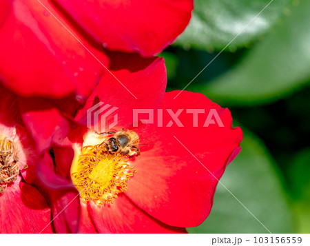 初夏の爽やかな景色　満開の真っ赤なバラとかわいいミツバチ 103156559