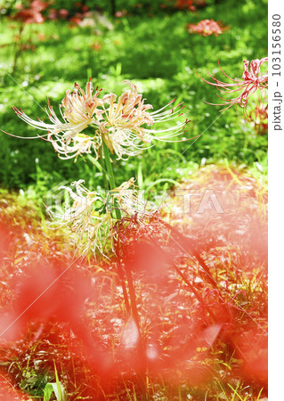 ピンクの彼岸花 103156580