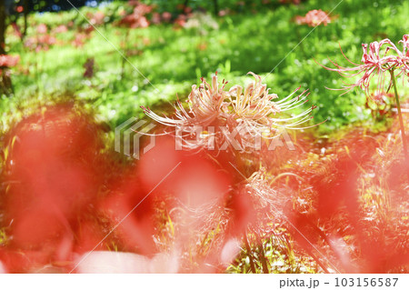ピンクの彼岸花 103156587