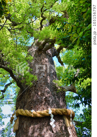 新熊野神社　影向の大樟　（京都市東山区） 103156797