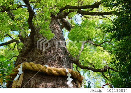 新熊野神社　影向の大樟　（京都市東山区） 103156814