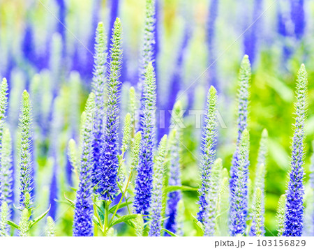 初夏の爽やかな景色　青いキャンドルのようなかわいい花 103156829