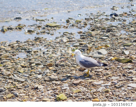 浜辺でウミネコに餌やり 浜辺でウミネコに餌やり 103156917