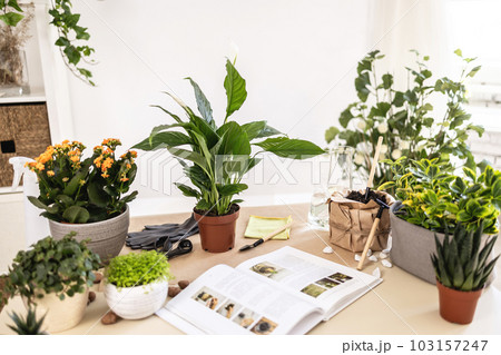 Spathiphyllum, white peace lily, gloves, soil, book, gardening tools on table 103157247