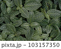 一面の葉 一面の葉 103157350