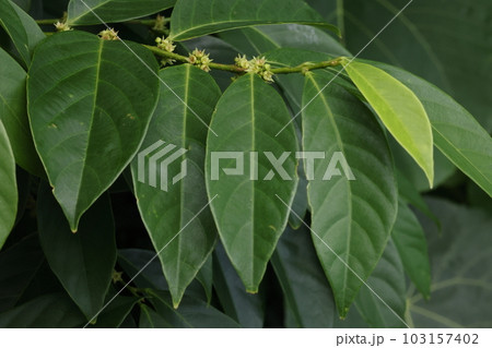 自然　植物　マルヤマカンコノキ、八重山で見られる南方系の小高木。初夏、葉腋に目立たない花をつけます 103157402