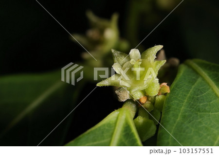 自然 植物 マルヤマカンコノキ、同じ株に雌花と雄花をつけます。どちらも五ミリほどでこちらは雌花 自然 植物 マルヤマカンコノキ、同じ株に雌花と雄花をつけます。どちらも五ミリほどでこちらは雌花 103157551