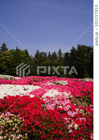 つつじ、ツツジ、花、赤、白、ピンク、カラフル、神代植物、日本、東京、庭園、公園、野外、空、植物、4月 つつじ、ツツジ、花、赤、白、ピンク、カラフル、神代植物、日本、東京、庭園、公園、野外、空、植物、4月 103157833
