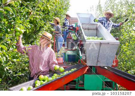 Team of professional workers harvests apples on plantation Team of professional workers harvests apples on plantation 103158207